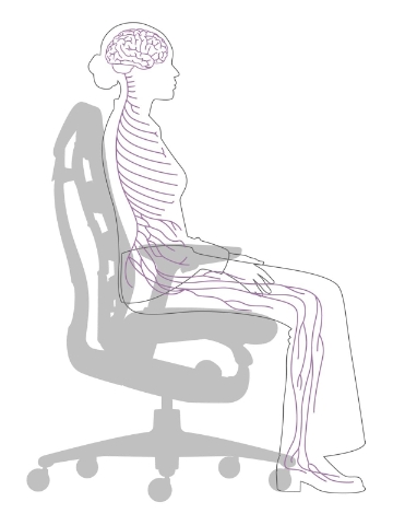 A rough detailing of the nervous system when placed in a seated position. 