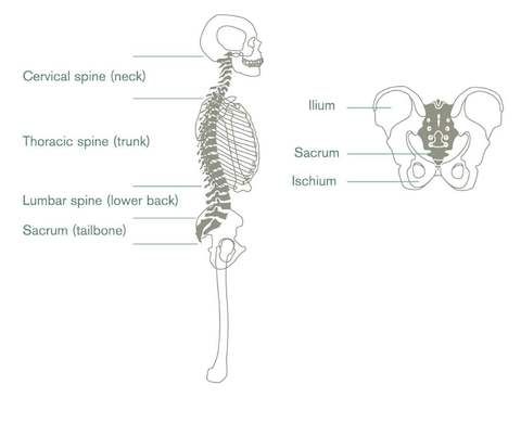 A diagram showing the human spine and pelvis.