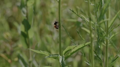 Una abeja de miel posada sobre el tallo de una flor.
