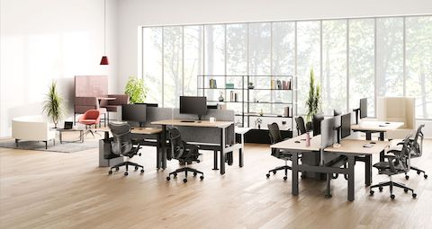 Open plan with Nevi Link Sit-Stand back-to-back desk configurations in black with light-coloured wood work surfaces, grey screens, Ollin Monitor Arms, Mirra 2 Chairs, and lounge furniture in the background.