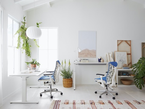 Blue and white Embody Chairs paired with ergonomic Renew Sit-to-Stand Desks, surrounded by plants and office accessories.