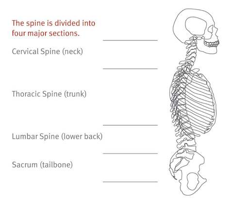 A diagram displaying the four main sections of the spine. 