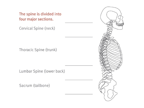 A diagram outlining the four major sections of the human spine. 