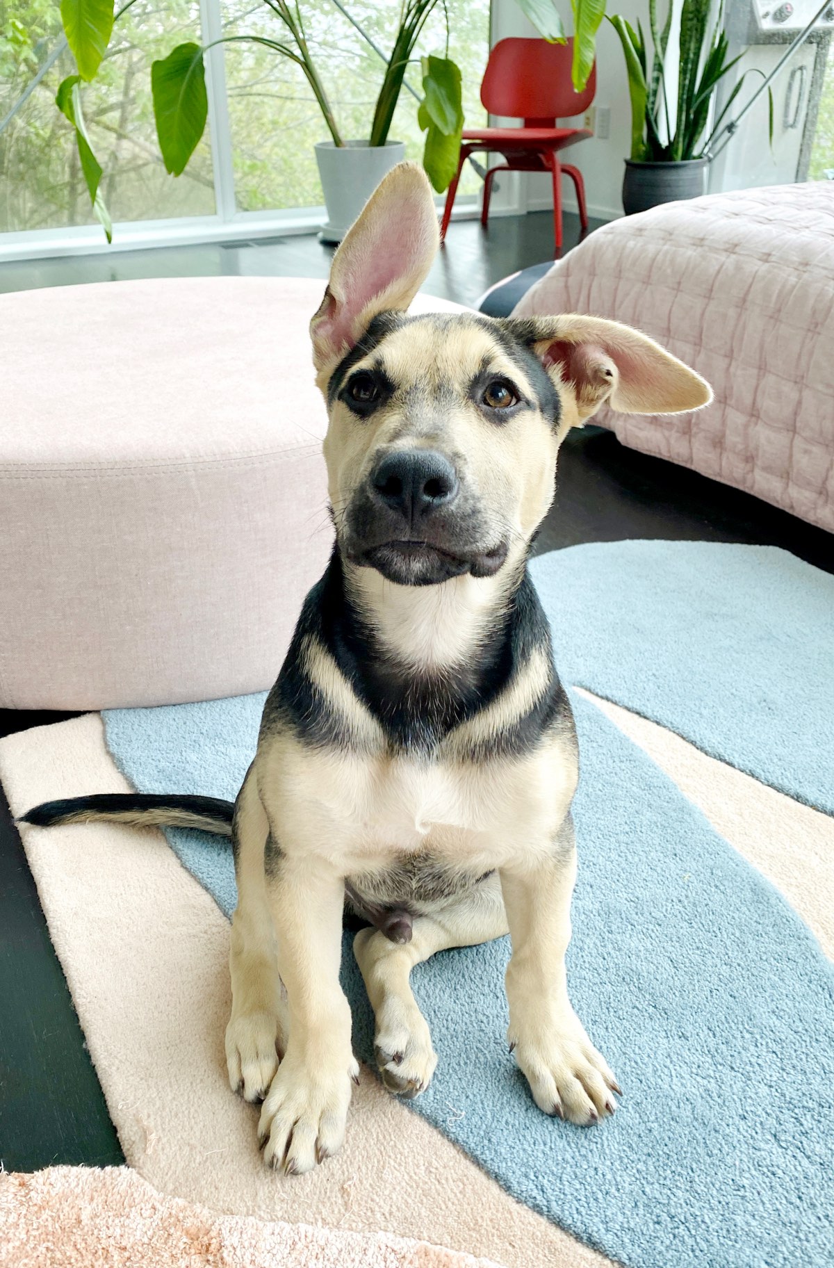 The rescue dog that Portland-based artist/designer Alex Proba recently adopted from Texas sits on a graphic rug in her colorfully decorated home. 