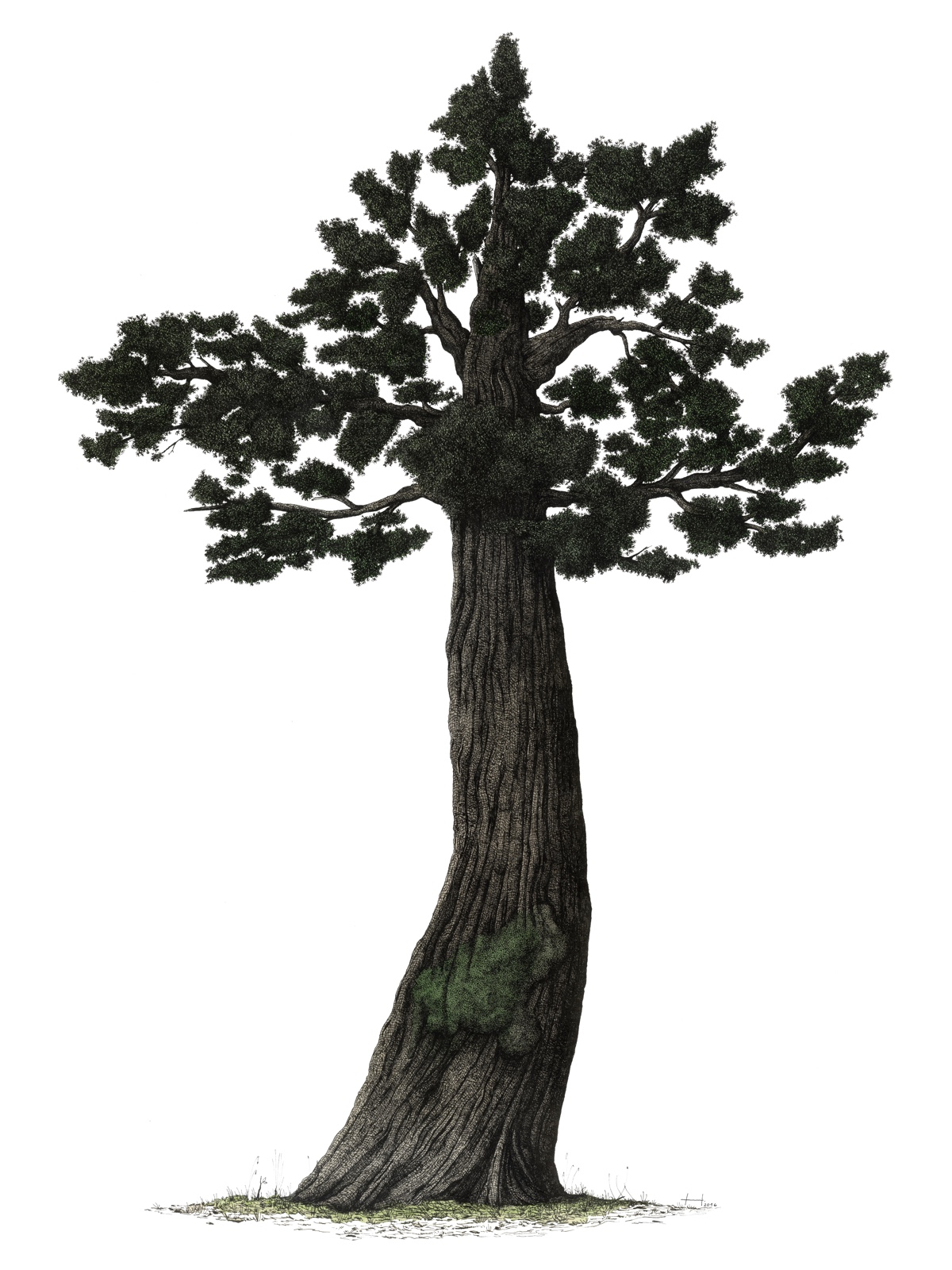 Thibaud Herem, Tree
